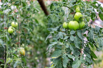 tomatoes growing in a greenhouse