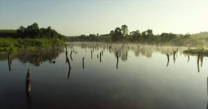 Swampy lake with died trees, dry forest. Mystic swamp place with fog from adove water at summer sunny sunrise