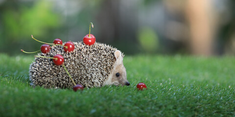 hedgehog in its natural environment, on green grass.