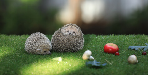 hedgehog in its natural environment, on green grass.
