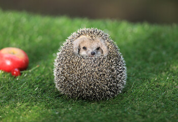 hedgehog in its natural environment, on green grass. © serikbaib