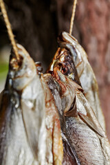 Closeup of salted river fish drying on rope outdoors
