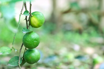 Close up Lemons with green leaves hanging on blurred background in vegetables farm