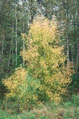 autumn tree with yellow and green leaves, some foliage, october in Latvia
