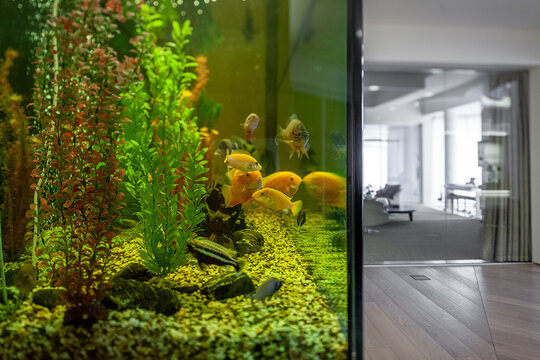 Large home aquarium with cichlids in stylish interior