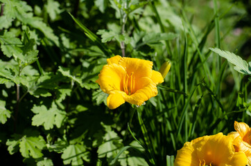 Yellow flowers. Flower bed. Lilies.