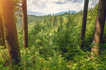View of the forest-covered mountain slopes. Wild forest in the mountains