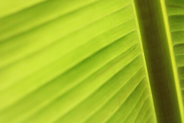 Full frame background image of banana leaf with light shining through