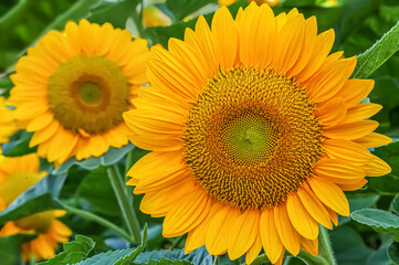 Obraz premium ヒマワリの花（Sunflower）