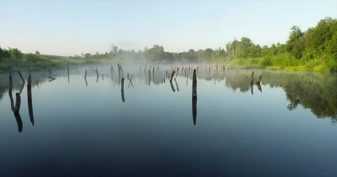 Swampy lake with died trees, dry forest. Mystic swamp place with fog from adove water at summer sunny sunrise