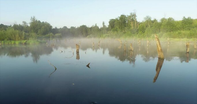 Swampy lake with died trees, dry forest. Mystic swamp place with fog from adove water at summer sunny sunrise