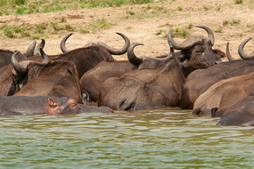 Obraz premium buffalos and hippo Queen Elizabeth Uganda