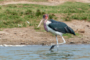 Marabou Stork, Queen Elizabeth National Park, Uganda