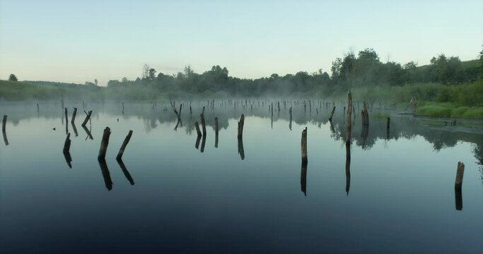 Swampy lake with died trees, dry forest. Mystic swamp place with fog from adove water at summer sunny sunrise