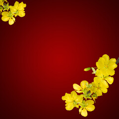 blooming apricot branches, isolated on red
