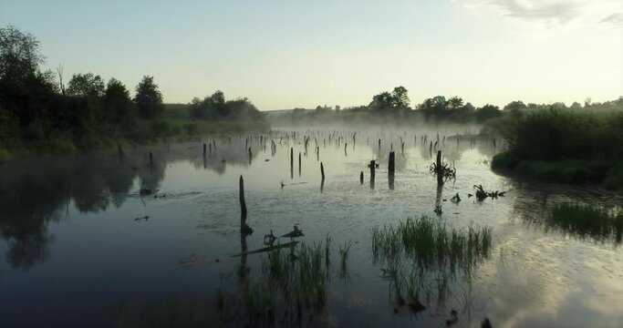 Swampy lake with died trees, dry forest. Mystic swamp place with fog from adove water at summer sunny sunrise