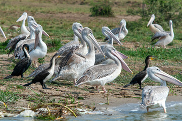 Great White pelicans, Kazinga Channel (Uganda)