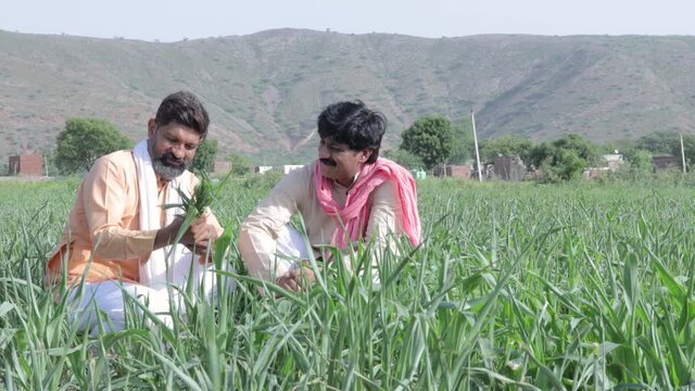 indian farmers holding green organic fresh wheat crop in hand. cheerful man worker at agriculture field. rural india concept.