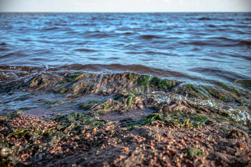 Green algae on the ocean, waves beating on the shore