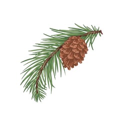 Pine tree branch with green needles and cone. Fresh coniferous evergreen twig with pinecone. Vintage botanical drawing of conifer sprig. Hand-drawn vector illustration isolated on white background