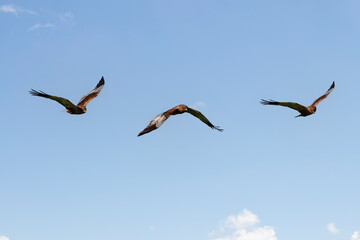 Photo composition of Western marsh harrier (Circus aeruginosus) in flight in Donana national park, Spain