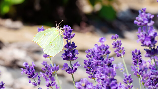 Macro photo of a yellow butterfly sitting on purple lavender flowers with copy space. Brimstone butterfly feeds on nectar from fragrant lavender flowers. Landscaping in Provencal style.