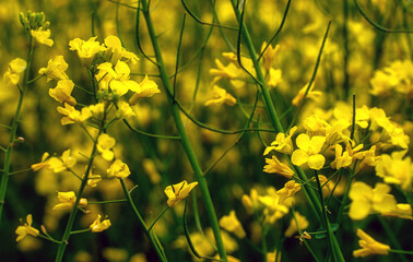 Obraz premium Das blühende Leben