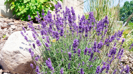 Fragrant lavender bush in the garden. Growing lavender in a rocky garden with pine bark mulch....