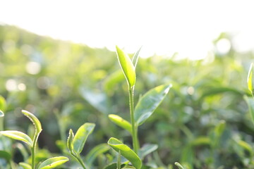 Green tea leaves in a tea plantation Closeup, Top of Green tea leaf in the morning