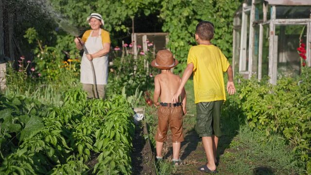 happy grandma has fun and sprinkles water from a hose on her grandchildren while watering her farm garden