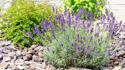 A beautiful bush of lavender blooms in a Provence style garden. Pine bark as a decorative covering...