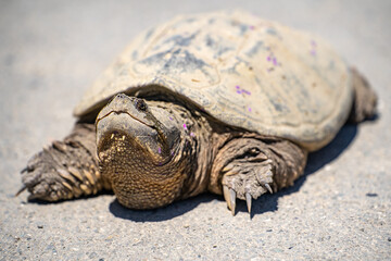 Common Snapping Turtle. Wildlife photography.