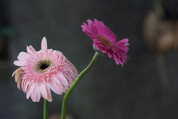 Pink gerber daisy flowers blossom on light dark background. Two beautiful daisies flower blossom...