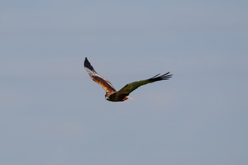 Photo composition of Western marsh harrier (Circus aeruginosus) in flight in Donana national park,...
