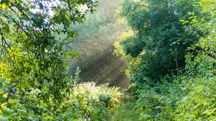 Sunbeams make their way through the morning haze of fog in the forest. The sun's rays make their way through the crowns of trees in the morning hours of a warm summer day.