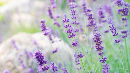 Beautiful flowers of provencal lavender close-up on a blurred background with copy space. Romantic...