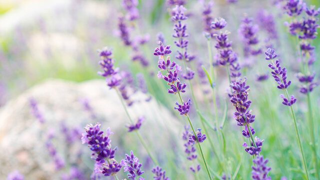 Beautiful flowers of provencal lavender close-up on a blurred background with copy space. Romantic photo with French lavender in classic style.