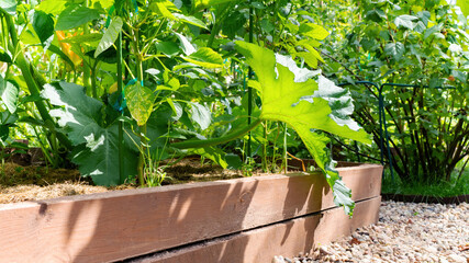 Raised wood beds for growing organic vegetables in a household farm. Modern garden design with pebble paths and high beds. Mixed beds with zucchini and pepper. Home garden concept with diy plank beds.