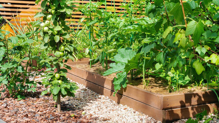 Growing organic vegetables in raised wooden beds. Paths between high beds of sea pebbles and pine...