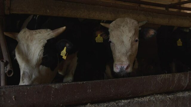 Two nit cows stand in a stable on a farm