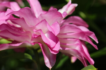 Close-up (macro shoot) of pink lily petals in sunlight with selective focus as a natural background or texture