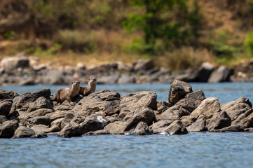 Smooth coated otter or Lutrogale perspicillata a vulnerable animal species of Mustelidae family pair with eye contact on rocks in river during safari at forest of central india