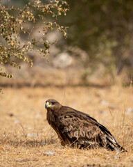 Steppe eagle or Aquila nipalensis portrait or closeup on ground in an open field during winter migration at jorbeer conservation reserve or dumping yard bikaner rajasthan India