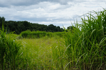 Grass, field in the French countryside, 