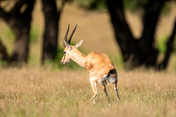 Chinkara or Indian gazelle an Antelope in natural monsoon green background at ranthambore national park or reserve sawai madhopur rajasthan india - Gazella bennettii