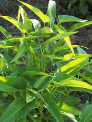 Obraz premium 夏の畑で成長する空心菜