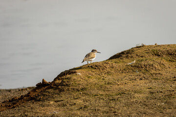 wood sandpiper or Tringa glareola at keoladeo national park or bharatpur bird sanctuary rajasthan india