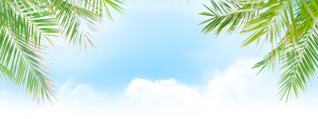Sunny sky with clouds and palm leaves