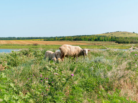 A flock of sheep grazing in a meadow nearby a river in summer danny day. Mother sheep with her two lambs eating grass sleeping near blue water. Countryside landscape colorful nature background 4K.