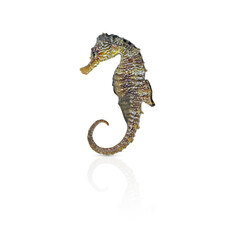 Seahorse isolated on white background. Sea fish. Underwater animal. Design element